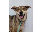 Adopt Capri a Husky, Labrador Retriever