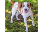 Adopt Emily 24-04-130 a Pug, Beagle