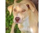 Adopt Flower 24-04-121 a Yellow Labrador Retriever