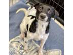 Adopt Toula 24-04-151 a Jack Russell Terrier