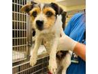Adopt Sophia 24-04-151 a Jack Russell Terrier