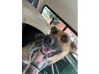 Adopt River a Shepherd, Mixed Breed