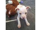 Adopt Marigold a Boxer, Terrier