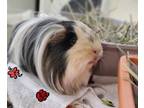 Adopt Cali a Guinea Pig