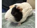 Adopt Snowball a Guinea Pig
