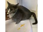 Adopt Brittney a Domestic Short Hair