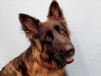 Adopt Lola a German Shepherd Dog, Mixed Breed