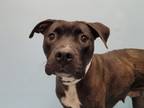 Adopt Bayou Barbie a American Staffordshire Terrier, Mixed Breed