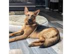 Adopt Yara a German Shepherd Dog