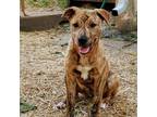 Adopt Honey a Mixed Breed