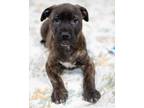 Adopt Lincoln (Rylee) a Pit Bull Terrier, Mixed Breed