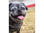 Adopt Bella Louise a Pug, Boston Terrier