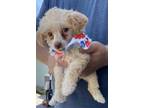Adopt Gucci a Poodle