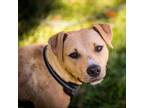 Adopt Cleo a Yellow Labrador Retriever, Mixed Breed