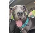 Adopt Rose a Great Dane