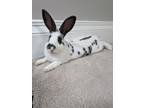 Adopt Hariette a Bunny Rabbit