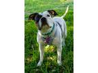 Adopt Bailey Boo the ultimate Girl a American Bully, American Staffordshire