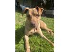 Adopt Kinsey Anna a Pit Bull Terrier, Shepherd