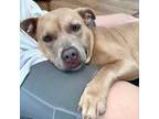 Adopt Nyla a Pit Bull Terrier