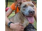 Adopt Nyla a Pit Bull Terrier