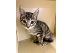 Adopt Lacey a Domestic Short Hair