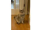 Adopt Laverne a Domestic Medium Hair