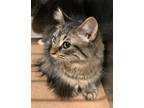 Adopt Beverly a Domestic Short Hair