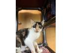 Adopt Koi a Domestic Short Hair