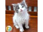 Adopt Phoebe a Domestic Medium Hair