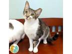 Adopt Sabrina a Domestic Short Hair