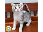 Adopt Page a Domestic Short Hair
