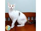 Adopt Ballerina a Domestic Short Hair