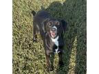 Adopt Lenora a Retriever, Mountain Cur