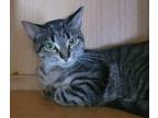 Adopt Kiko a Domestic Short Hair