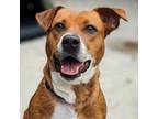 Adopt Abbey a American Staffordshire Terrier