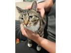 Adopt Luna a Domestic Short Hair