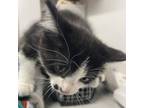 Adopt Gerber Daisy a Domestic Short Hair