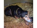 Adopt Frankie a Beagle