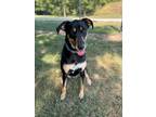 Adopt Mable a Hound