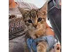 Adopt Candice a Domestic Short Hair