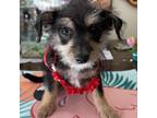 Adopt Shauna a Havanese, Mixed Breed