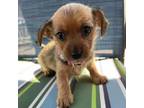 Adopt Sofie a Havanese, Mixed Breed