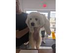 Adopt Zoey a Great Pyrenees