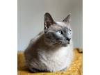 Adopt Kora a Siamese