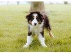 Adopt Matilda a Australian Shepherd, Mixed Breed