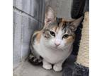 Adopt Jelly Bean a Domestic Short Hair