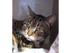 Adopt Cajun Fries a Domestic Short Hair