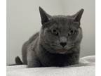 Adopt Lily a Domestic Short Hair