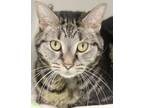 Adopt Nugget a Domestic Short Hair