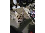 Adopt Mandy a American Shorthair